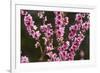 Orchard, Earnscleugh, Central Otago, South Island, New Zealand-David Wall-Framed Photographic Print