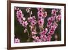 Orchard, Earnscleugh, Central Otago, South Island, New Zealand-David Wall-Framed Photographic Print