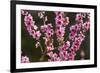 Orchard, Earnscleugh, Central Otago, South Island, New Zealand-David Wall-Framed Photographic Print