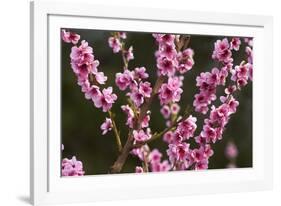 Orchard, Earnscleugh, Central Otago, South Island, New Zealand-David Wall-Framed Photographic Print