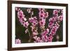 Orchard, Earnscleugh, Central Otago, South Island, New Zealand-David Wall-Framed Photographic Print