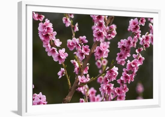 Orchard, Earnscleugh, Central Otago, South Island, New Zealand-David Wall-Framed Photographic Print