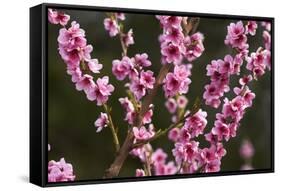 Orchard, Earnscleugh, Central Otago, South Island, New Zealand-David Wall-Framed Stretched Canvas