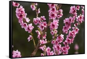 Orchard, Earnscleugh, Central Otago, South Island, New Zealand-David Wall-Framed Stretched Canvas