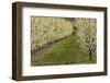 Orchard, Earnscleugh, Central Otago, South Island, New Zealand-David Wall-Framed Photographic Print