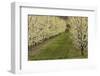 Orchard, Earnscleugh, Central Otago, South Island, New Zealand-David Wall-Framed Photographic Print