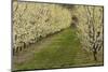 Orchard, Earnscleugh, Central Otago, South Island, New Zealand-David Wall-Mounted Photographic Print