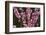 Orchard, Earnscleugh, Central Otago, South Island, New Zealand-David Wall-Framed Photographic Print