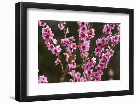 Orchard, Earnscleugh, Central Otago, South Island, New Zealand-David Wall-Framed Photographic Print