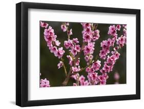 Orchard, Earnscleugh, Central Otago, South Island, New Zealand-David Wall-Framed Photographic Print