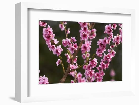 Orchard, Earnscleugh, Central Otago, South Island, New Zealand-David Wall-Framed Photographic Print