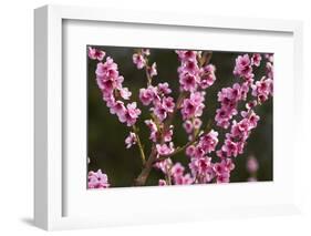 Orchard, Earnscleugh, Central Otago, South Island, New Zealand-David Wall-Framed Photographic Print