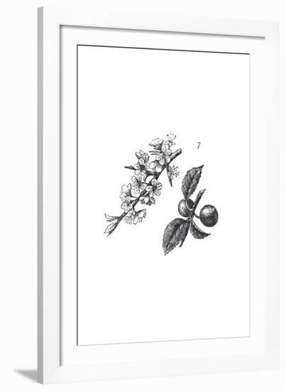 Orchard Flowers I-The Chelsea Collection-Framed Giclee Print