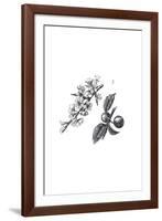 Orchard Flowers I-The Chelsea Collection-Framed Giclee Print