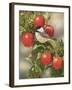 Orchard Guest-William Vanderdasson-Framed Giclee Print