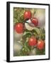 Orchard Guest-William Vanderdasson-Framed Giclee Print