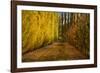 Orchard in Autumn, Ripponvale, Cromwell, Central Otago, South Island, New Zealand-David Wall-Framed Photographic Print