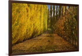 Orchard in Autumn, Ripponvale, Cromwell, Central Otago, South Island, New Zealand-David Wall-Framed Photographic Print