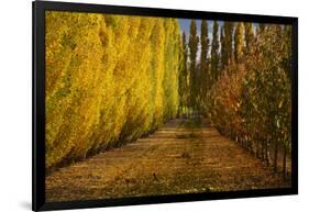 Orchard in Autumn, Ripponvale, Cromwell, Central Otago, South Island, New Zealand-David Wall-Framed Photographic Print