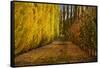 Orchard in Autumn, Ripponvale, Cromwell, Central Otago, South Island, New Zealand-David Wall-Framed Stretched Canvas