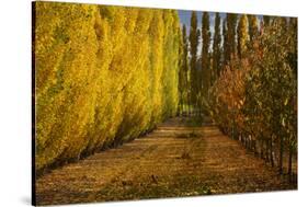 Orchard in Autumn, Ripponvale, Cromwell, Central Otago, South Island, New Zealand-David Wall-Stretched Canvas