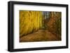 Orchard in Autumn, Ripponvale, Cromwell, Central Otago, South Island, New Zealand-David Wall-Framed Photographic Print