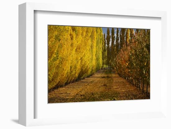Orchard in Autumn, Ripponvale, Cromwell, Central Otago, South Island, New Zealand-David Wall-Framed Photographic Print
