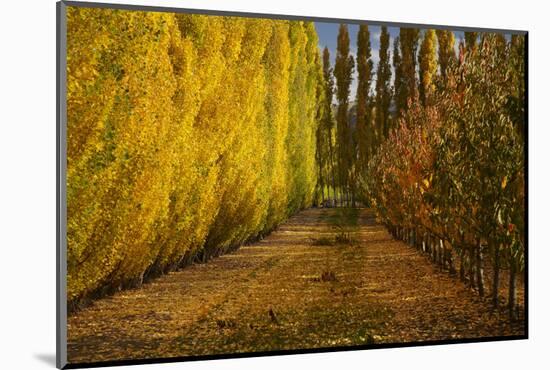 Orchard in Autumn, Ripponvale, Cromwell, Central Otago, South Island, New Zealand-David Wall-Mounted Photographic Print