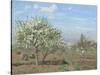 Orchard in Bloom, Louveciennes, 1872-Camille Pissarro-Stretched Canvas