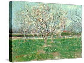 Orchard in Blossom, 1880-Vincent van Gogh-Stretched Canvas