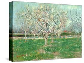 Orchard in Blossom, 1880-Vincent van Gogh-Stretched Canvas