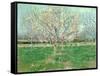 Orchard in Blossom, 1880-Vincent van Gogh-Framed Stretched Canvas