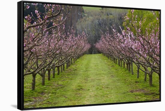 Orchard in Blossom at Earnscleugh, Near Alexandra, Central Otago, South Island, New Zealand-David Wall-Framed Stretched Canvas