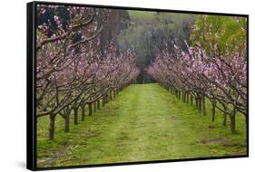 Orchard in Blossom at Earnscleugh, Near Alexandra, Central Otago, South Island, New Zealand-David Wall-Framed Stretched Canvas