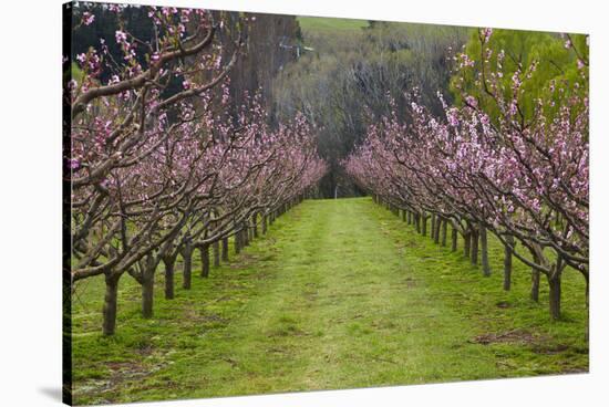 Orchard in Blossom at Earnscleugh, Near Alexandra, Central Otago, South Island, New Zealand-David Wall-Stretched Canvas