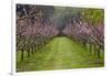 Orchard in Blossom at Earnscleugh, Near Alexandra, Central Otago, South Island, New Zealand-David Wall-Framed Photographic Print