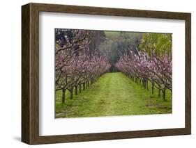 Orchard in Blossom at Earnscleugh, Near Alexandra, Central Otago, South Island, New Zealand-David Wall-Framed Photographic Print