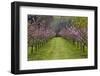 Orchard in Blossom at Earnscleugh, Near Alexandra, Central Otago, South Island, New Zealand-David Wall-Framed Photographic Print