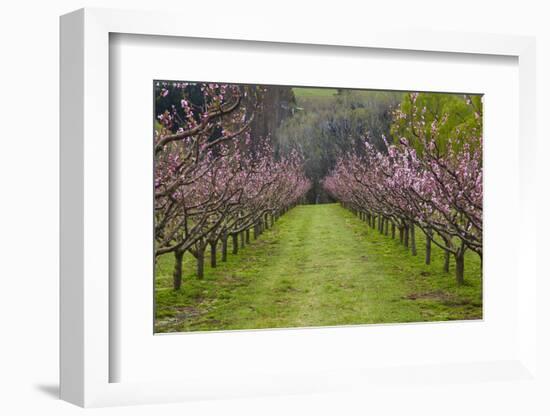 Orchard in Blossom at Earnscleugh, Near Alexandra, Central Otago, South Island, New Zealand-David Wall-Framed Photographic Print