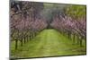 Orchard in Blossom at Earnscleugh, Near Alexandra, Central Otago, South Island, New Zealand-David Wall-Mounted Photographic Print