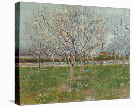Orchard in Blossom (Plum Trees)-Vincent Van Gogh-Stretched Canvas