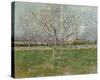 Orchard in Blossom (Plum Trees)-Vincent Van Gogh-Stretched Canvas