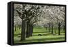 Orchard in Spring Blossom with Sheep Feeding Beneath-null-Framed Stretched Canvas