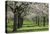 Orchard in Spring Blossom with Sheep Feeding Beneath-null-Stretched Canvas