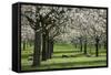 Orchard in Spring Blossom with Sheep Feeding Beneath-null-Framed Stretched Canvas