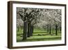 Orchard in Spring Blossom with Sheep Feeding Beneath-null-Framed Photographic Print