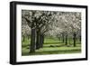 Orchard in Spring Blossom with Sheep Feeding Beneath-null-Framed Photographic Print