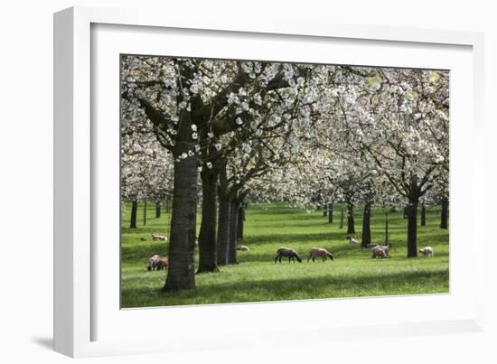 Orchard in Spring Blossom with Sheep Feeding Beneath-null-Framed Photographic Print