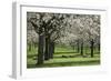 Orchard in Spring Blossom with Sheep Feeding Beneath-null-Framed Photographic Print