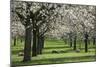 Orchard in Spring Blossom with Sheep Feeding Beneath-null-Mounted Photographic Print